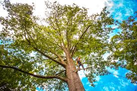 Best Arborist Consultation Services  in Krebs, OK