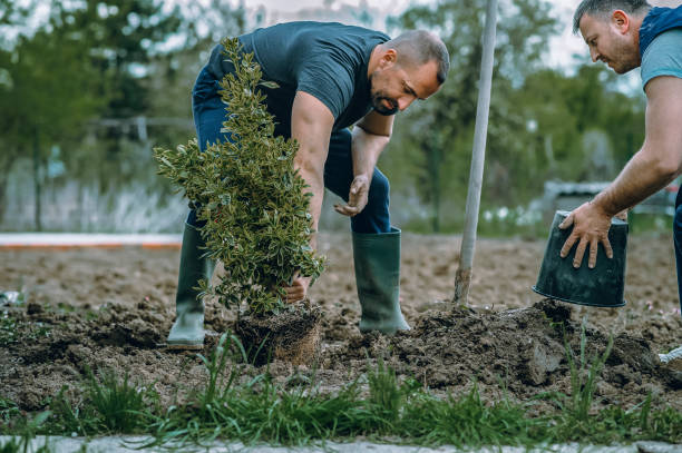 Best Tree and Shrub Care  in Krebs, OK