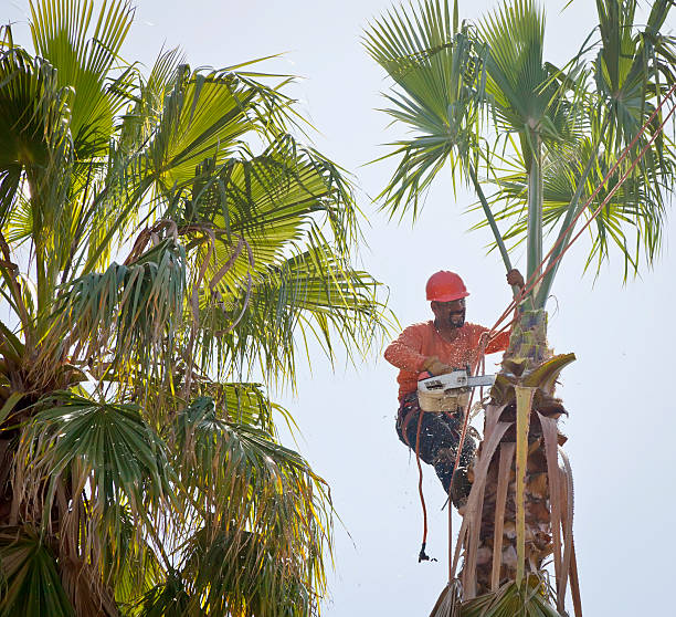 How Our Tree Care Process Works  in  Krebs, OK