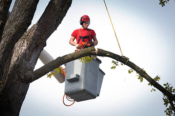Best Leaf Removal  in Krebs, OK
