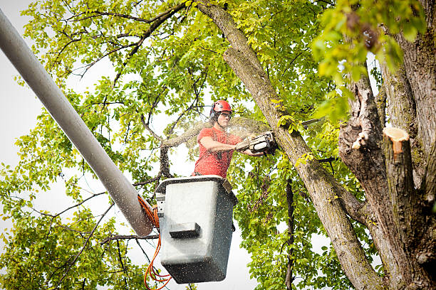 Best Utility Line Clearance  in Krebs, OK